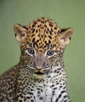 Cría de Leopardo