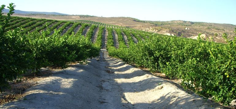 Campos cítricos