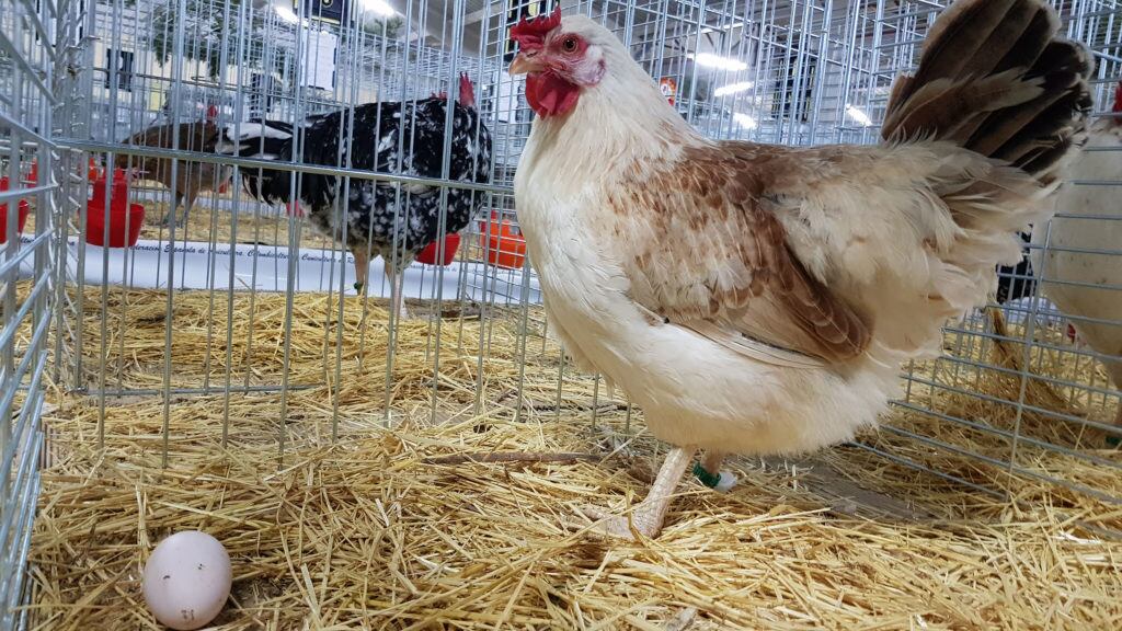 Gallina Murciana expuesta en el XIV Concurso Nacional de Avicultura y Colombicultura de Raza