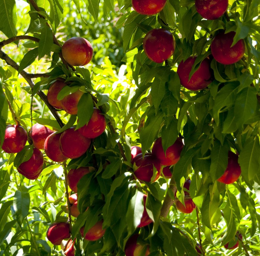 Fruta de hueso