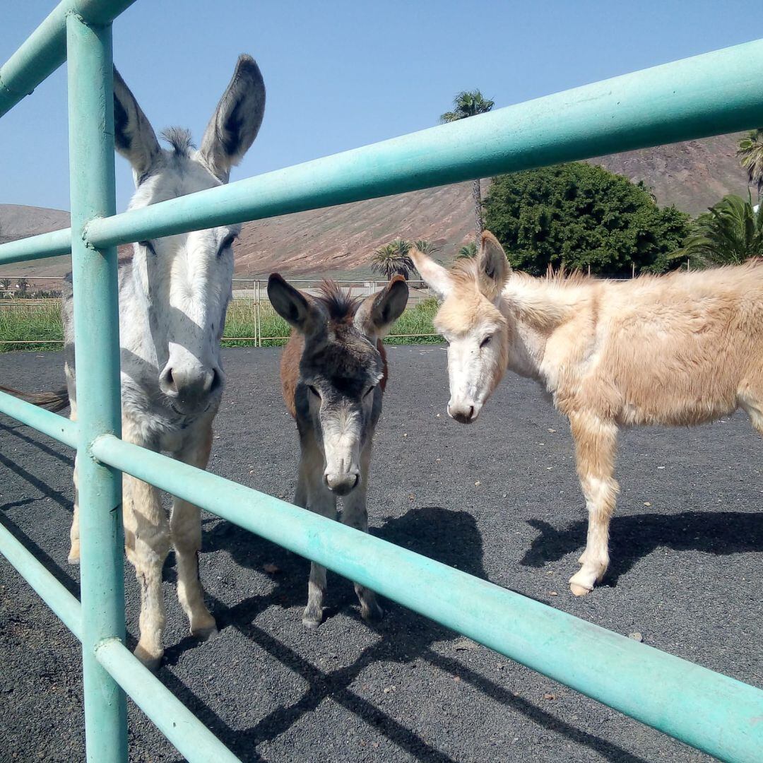 El Cabildo firma un convenio con la Asociación Arre Tinajo Arre para la cesión temporal de siete burros.