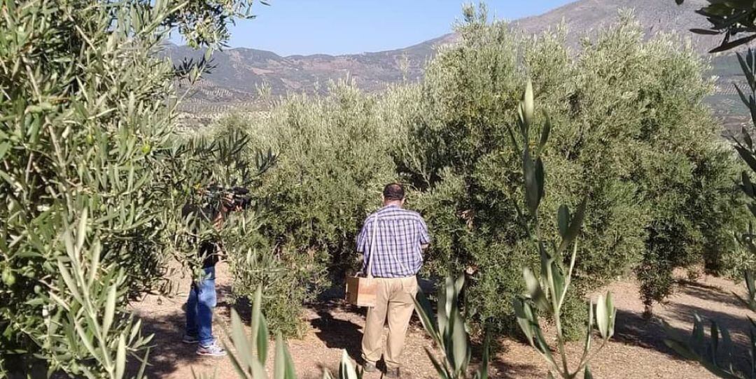 Bernardo García uno de los técnicos del CRDO Sierra Mágina, recoge muestras en uno de los olivares de Sierra Mágina