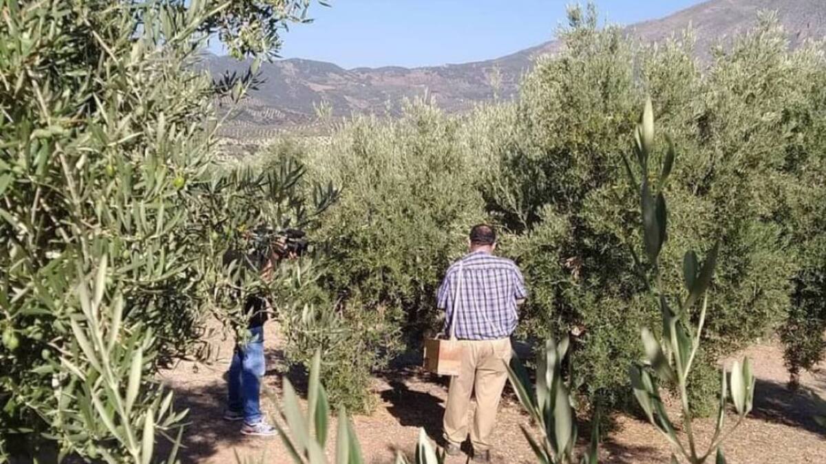 Sierra Mágina preparada para el control y tratamiento contra la plaga de la mosca del olivo