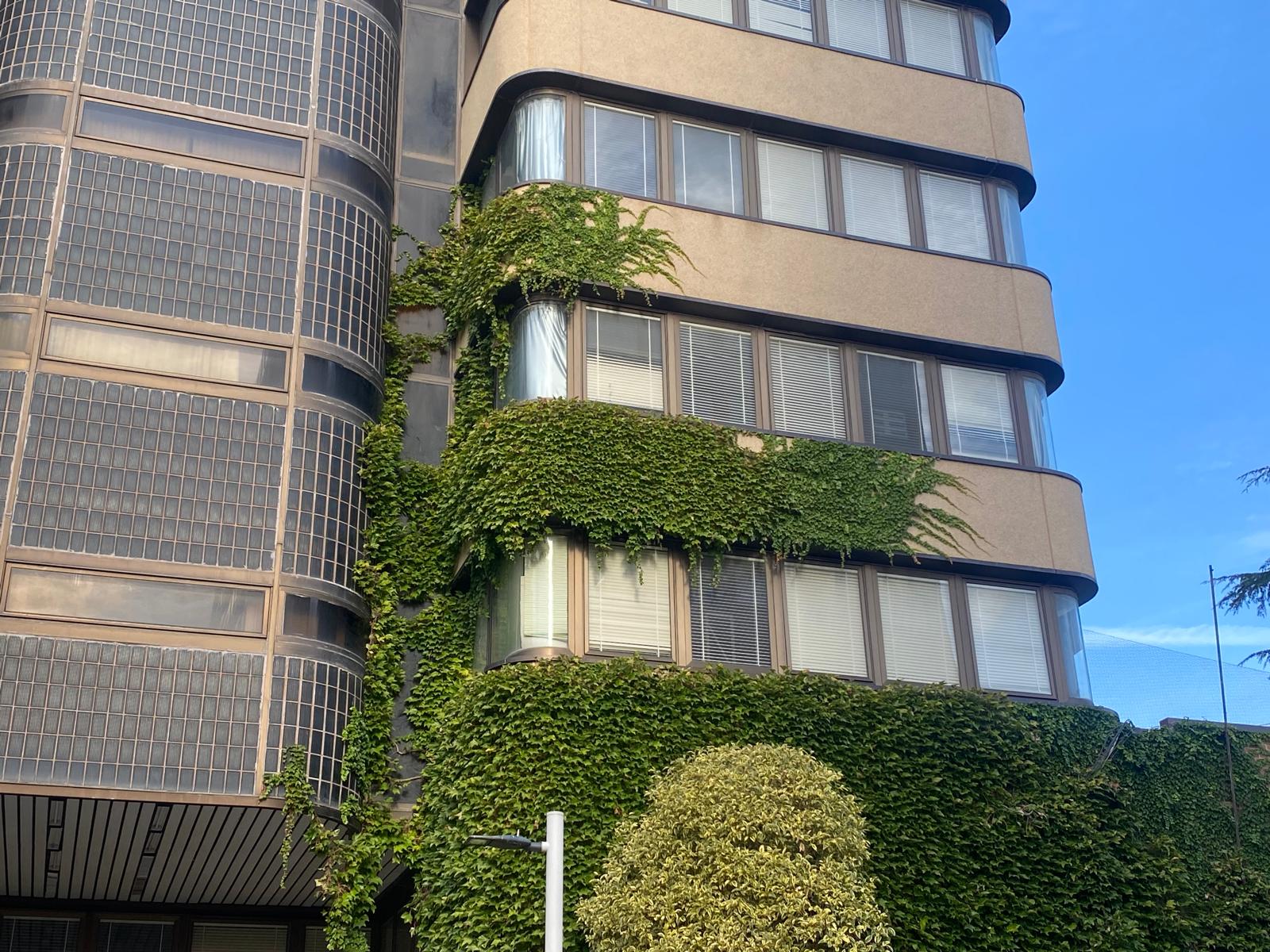 Jardín vertical espontáneo en el antiguo edificio de los juzgados