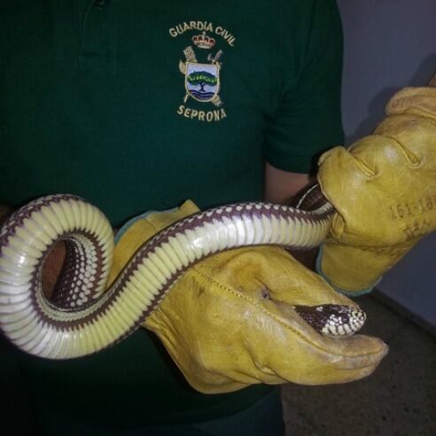 El nombre científico de la culebra real de California es Lampropeltis getula californiae