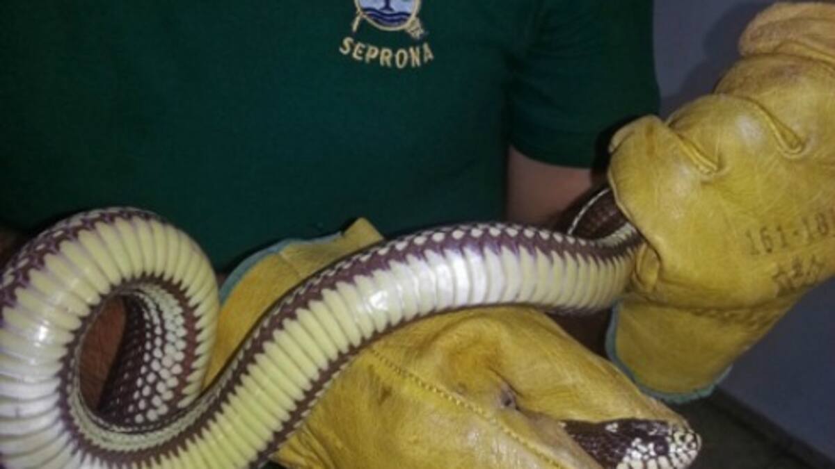 La culebra real de California, en peligro de expansión en las Islas