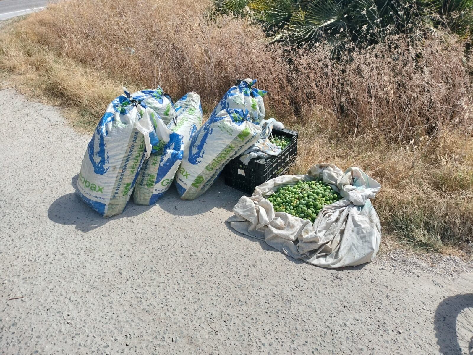 Aceitunas incautadas por la Policía Local de Arahal