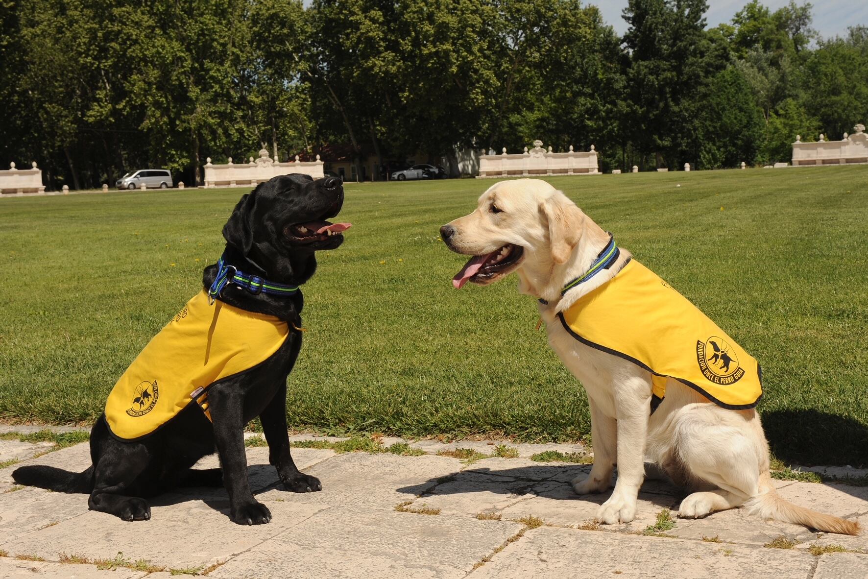 Dos de los perros guías preparados para ir junto a sus dueños