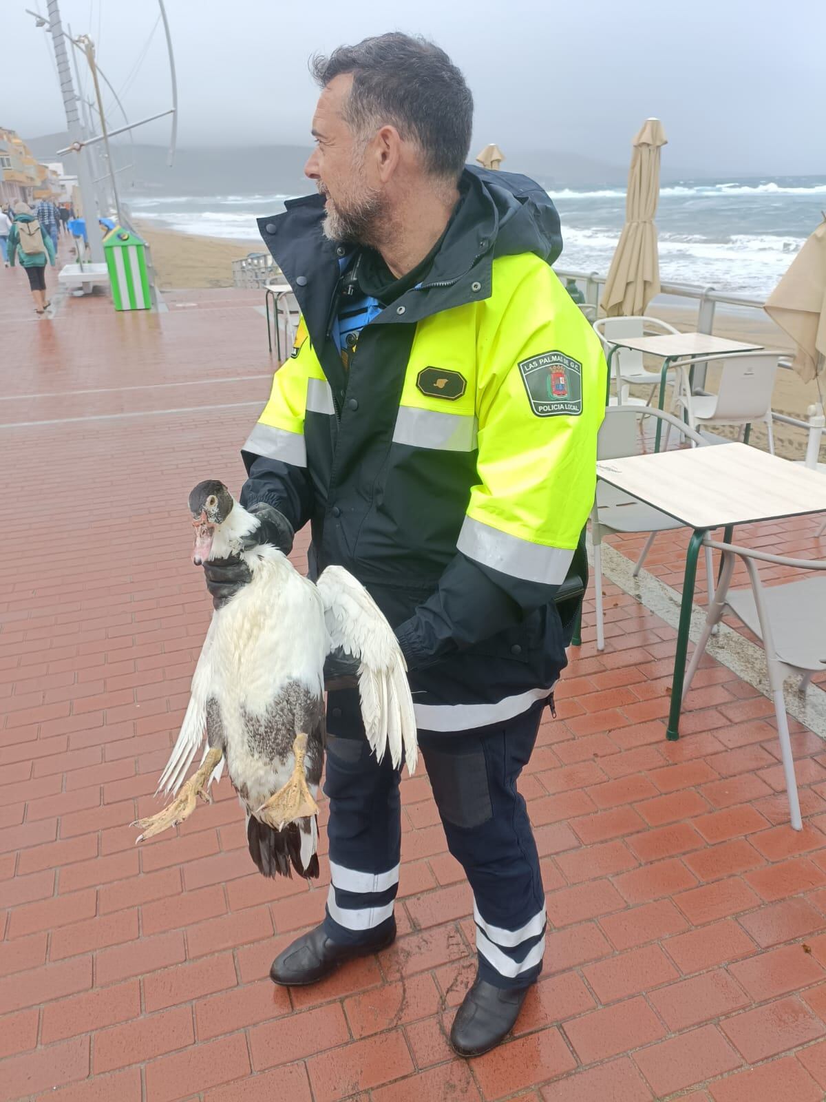 Pato a la fuga en Las Canteras