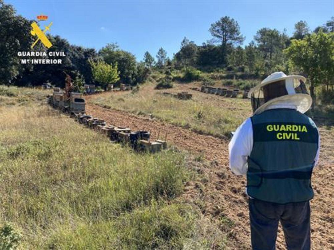 Intervención de la Guardia Civil por robo de colmenas