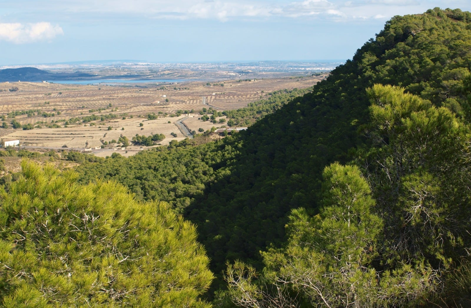 Paisaje de la umbría de la Sierra Escalona