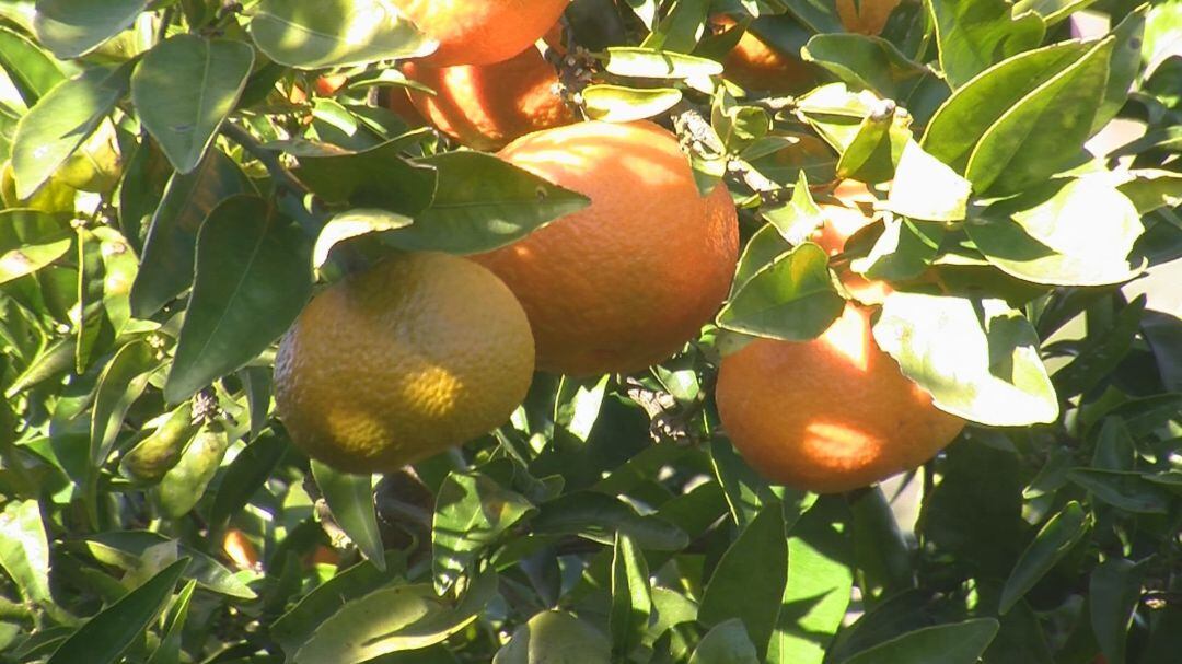 Cítricos de Castellón