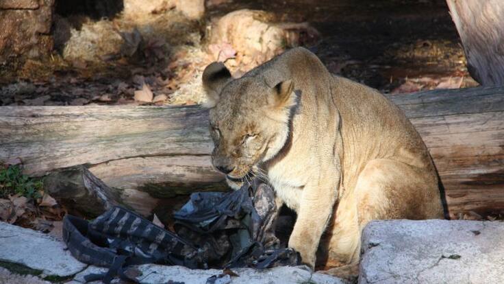 Este fin de semana, un hombre se tira al foso de los leones en el Zoo de Barcelona