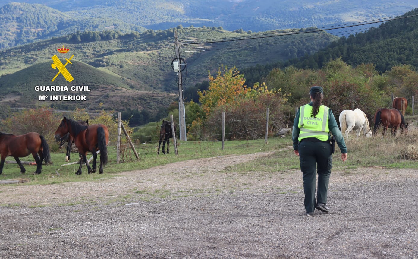 El poni fue sustraído de una finca de Navatejera