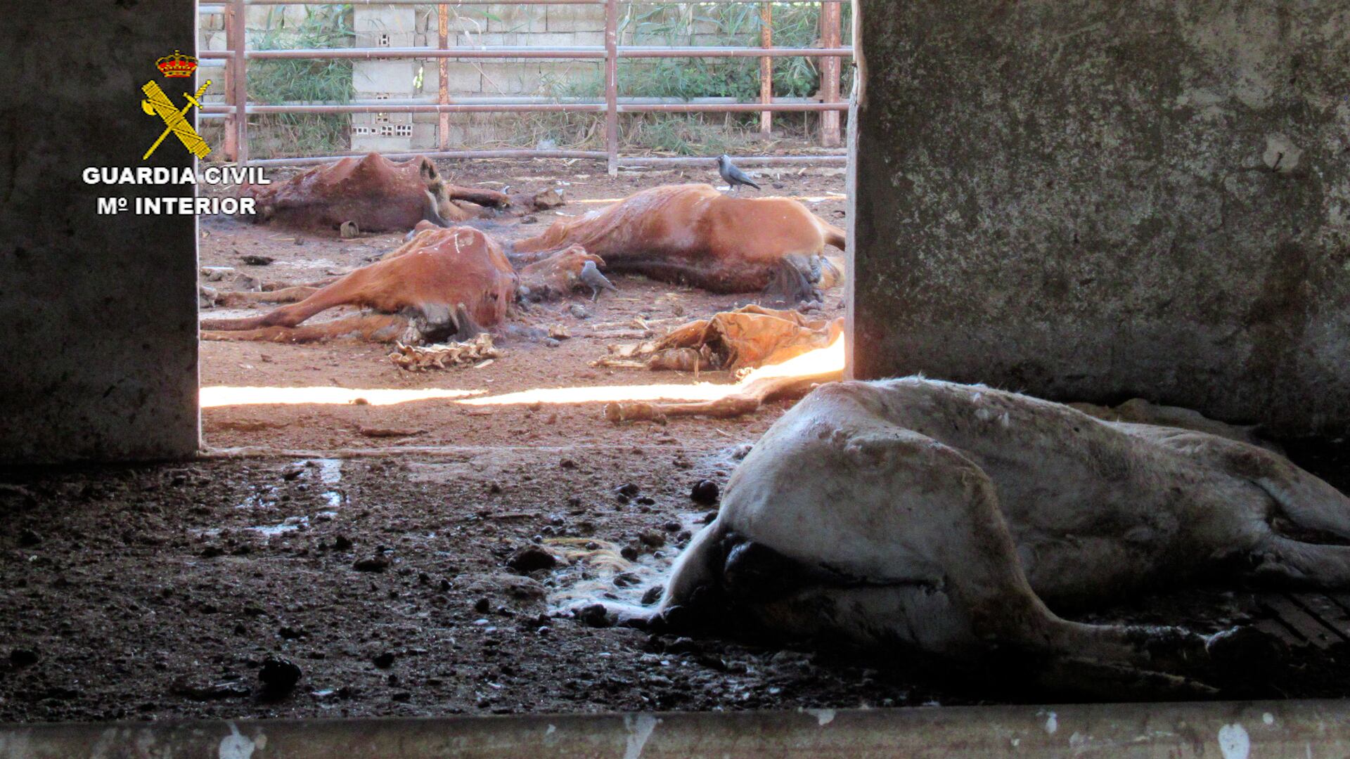 La Guardia Civil investiga al titular de una granja en Murcia por maltrato animal