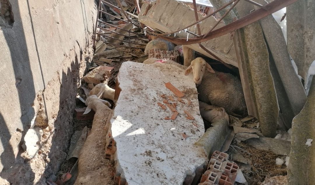 Así quedó la nave ganadera de Villaseca de la Sagra (Toledo)