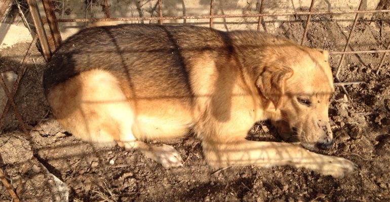 Un dels gossos de la bandada que ha provocat els atacs a ovelles a Seròs