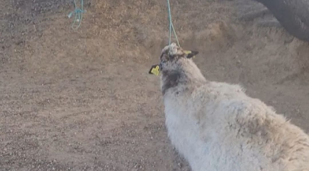 Oveja ahorcada en Colmenar Viejo