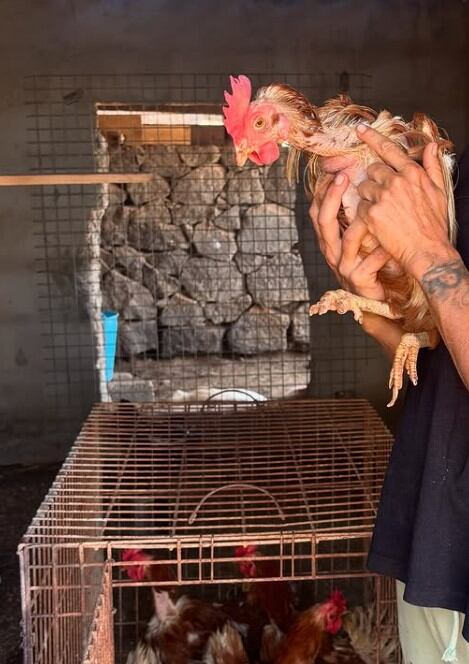 Gallinas rescatadas en Lanzarote tras ser abandonadas en la basura.