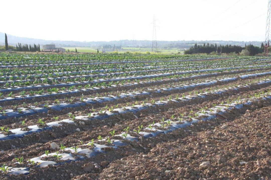 Campo mallorquín. 