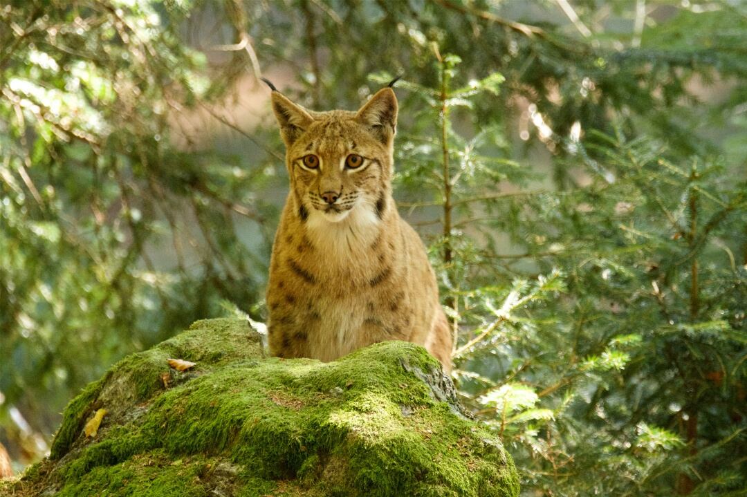 Lince euroasiático en el Parque nacional del Bosque Bávaro, Alemania 