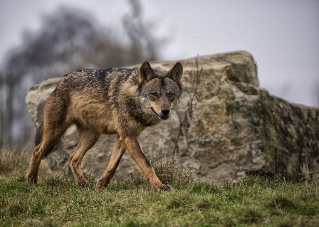 El presidente de la Federación Española de caza define el anterior modelo de gestión del lobo como ejemplar