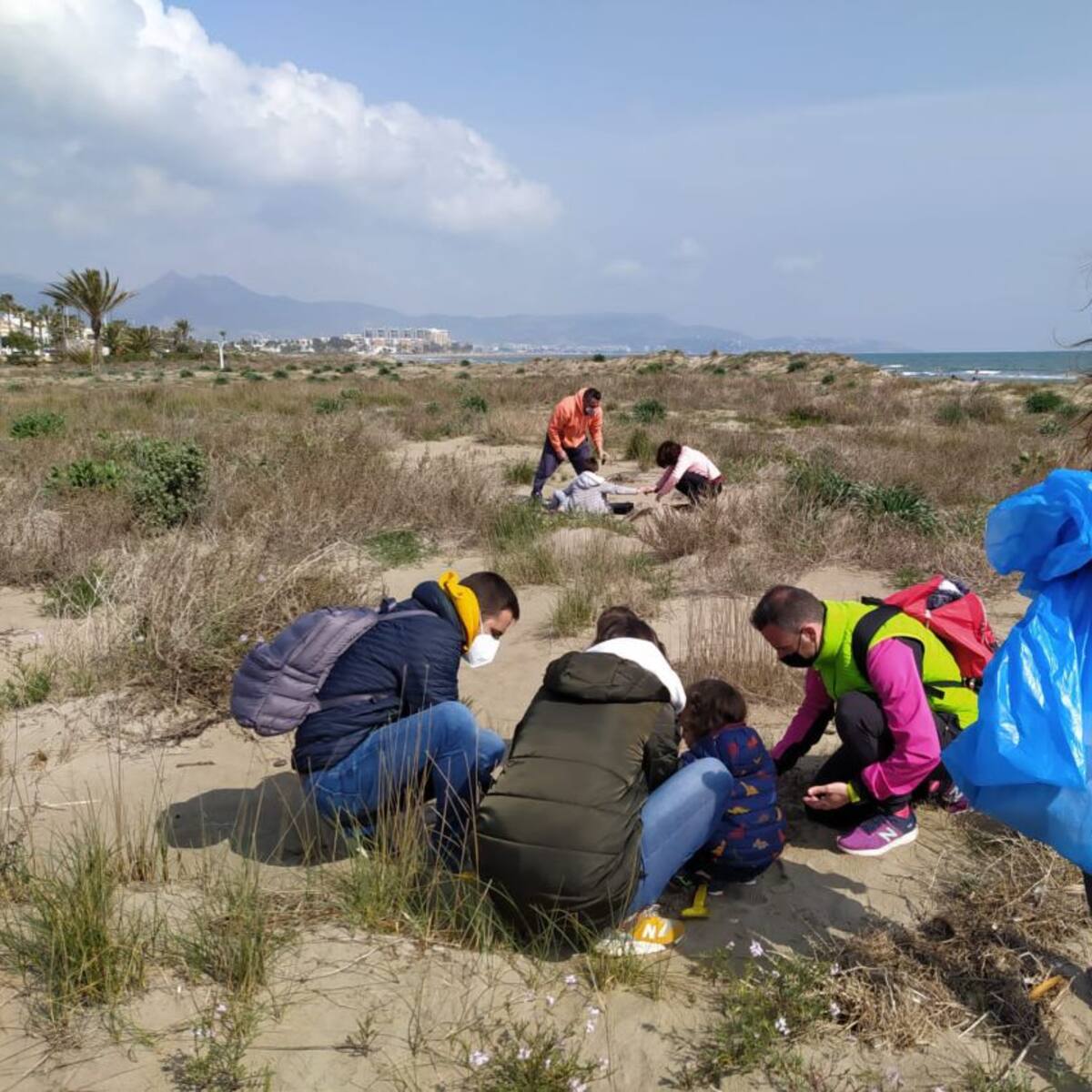 Más vegetación autóctona en las playas del Serradal y el Pinar para proteger el chorlitejo patinegro