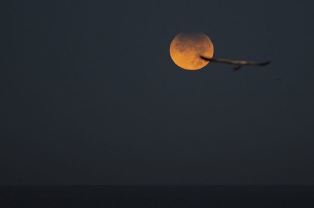 Una gaviota vuela en el cielo donde se observa un eclipse lunar parcial desde A Coruña.