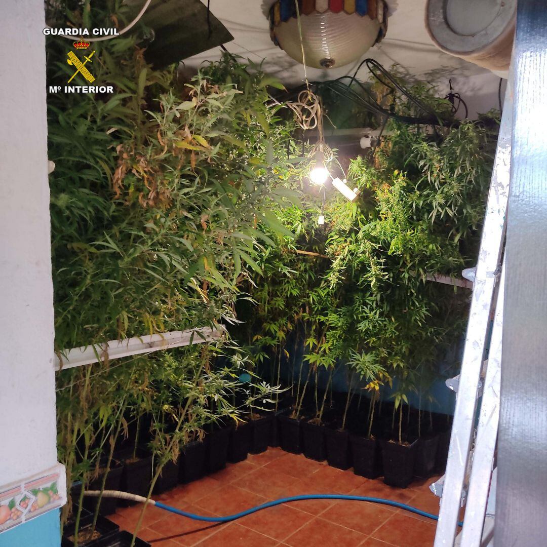 Incautación de marihuana en Espiel