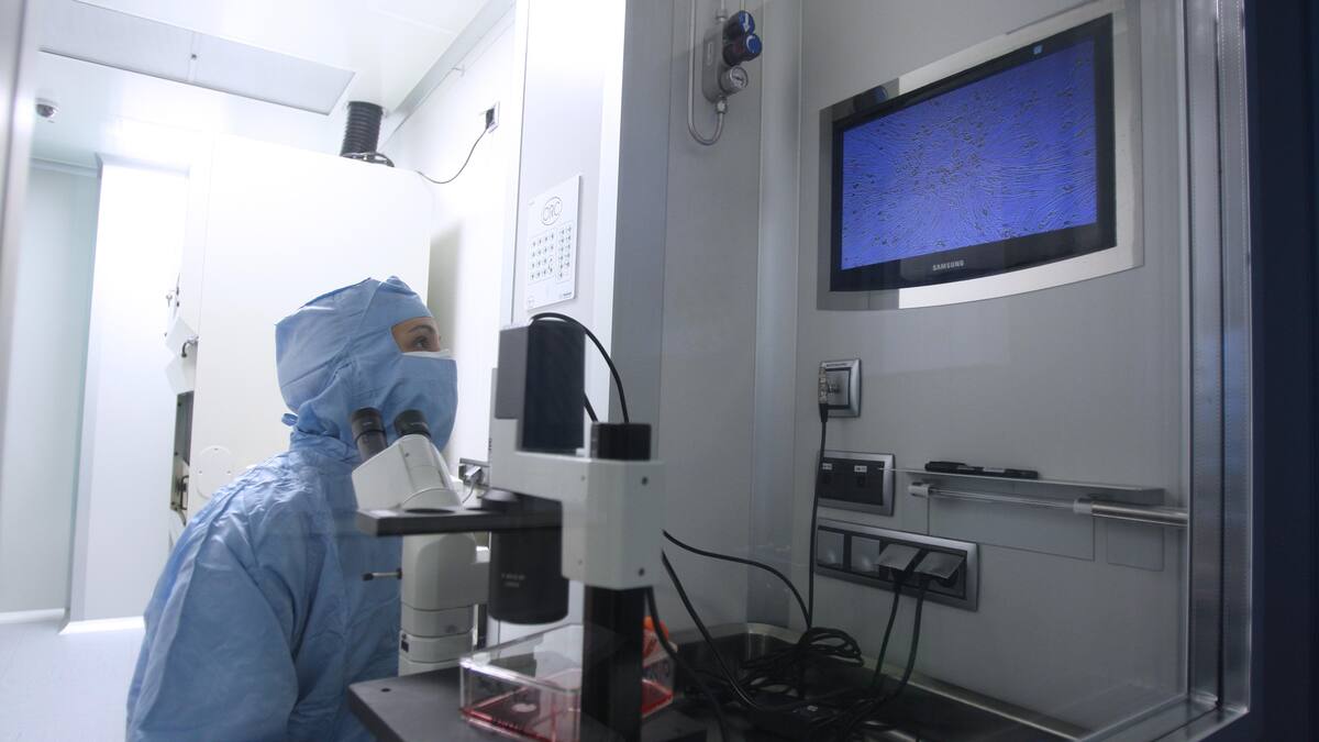 Cèl·lules mare cultivades regeneren completament els tendons lesionats