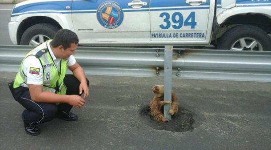 Agentes de la Comisión de Tránsito del Ecuador rescataron un perezoso que pretendía cruzar la carretera.