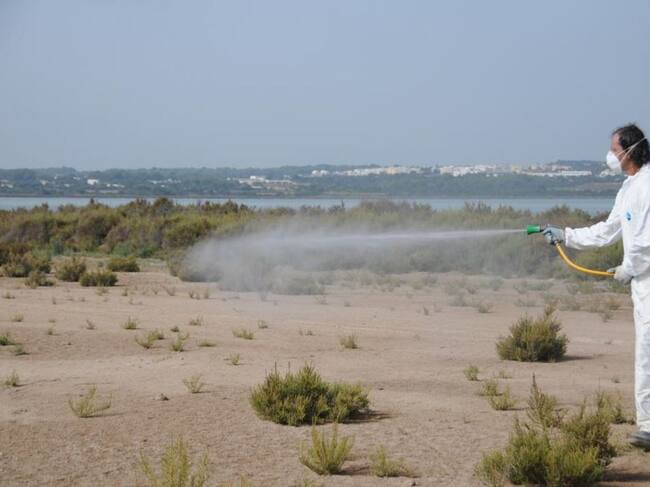 El control de estos insectos se llevará a cabo en ses Salines