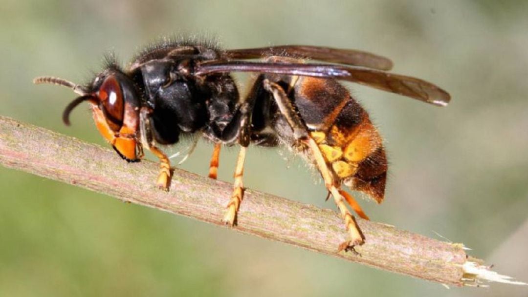 Avispa asiática