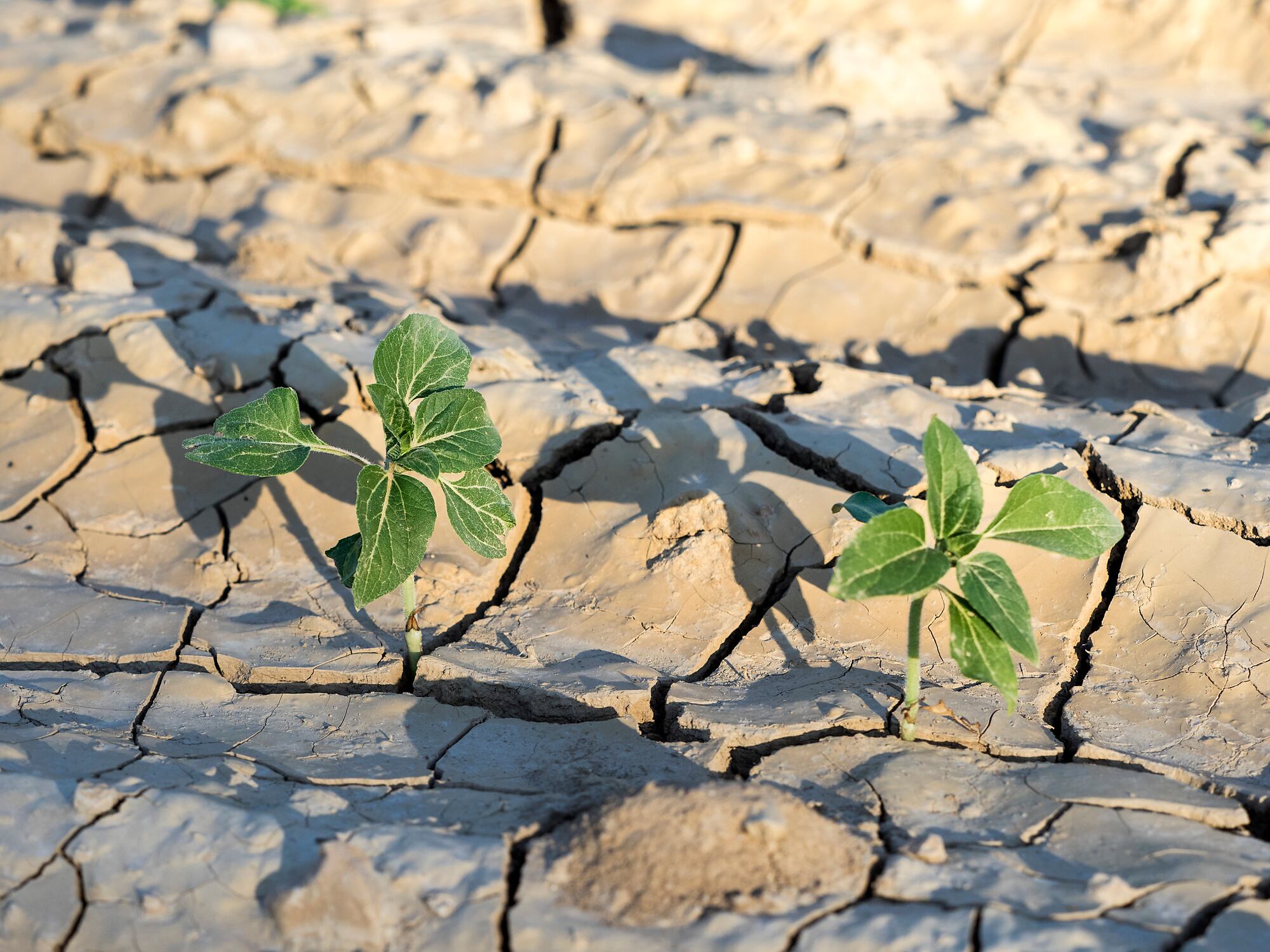 La Comunitat sufre el inicio de año más seco de los últimos 40 años
