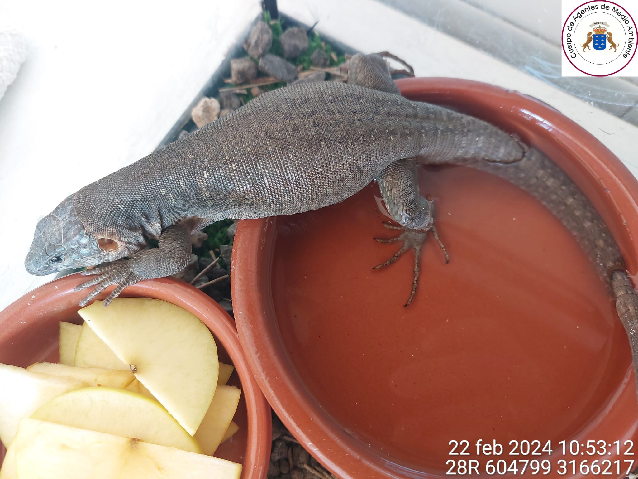 Lagarto gigante de Gran Canaria localizado en Fuerteventura.