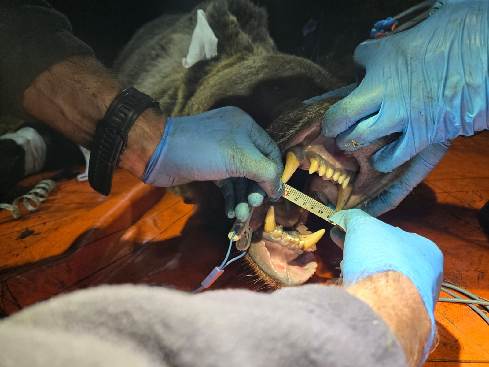 Un estudio pionero liderado por la Junta avanza en la identificación del comportamiento animal a partir de datos GPS del Plan de Marcaje de Oso Pardo