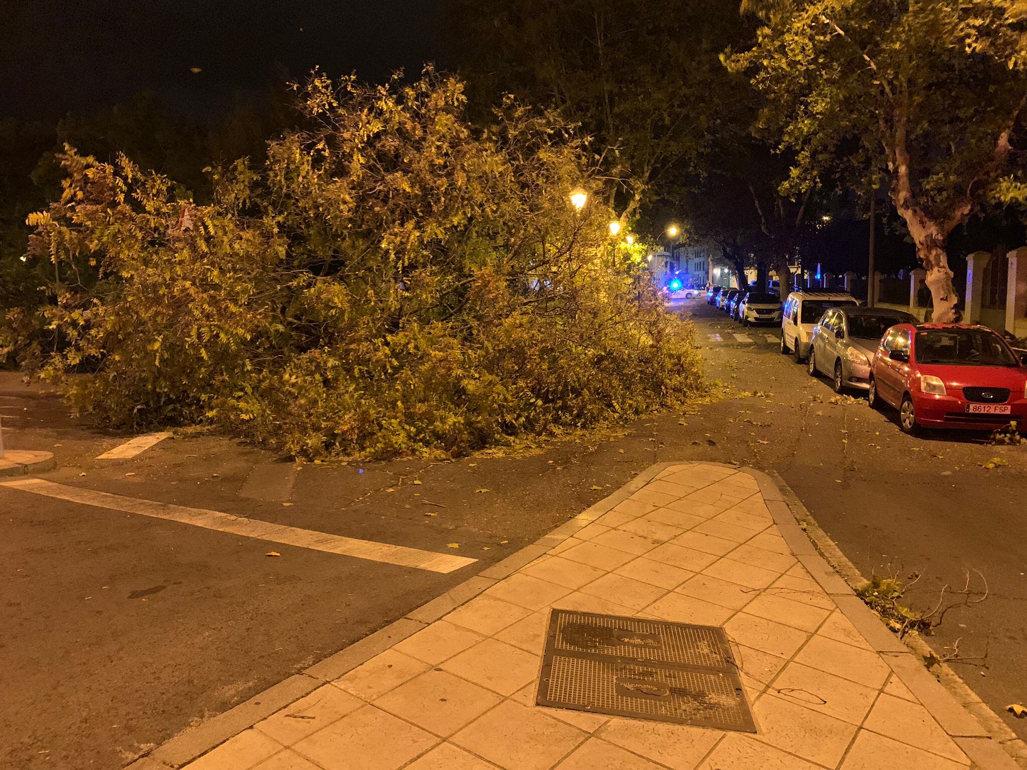 Árbol tumbado por el viento frente a la Facultad de Derecho en Córdoba