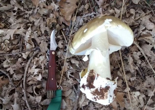 Fotografía tomada por la autora del artículo de la seta mortal ‘Amanita phalloides’.