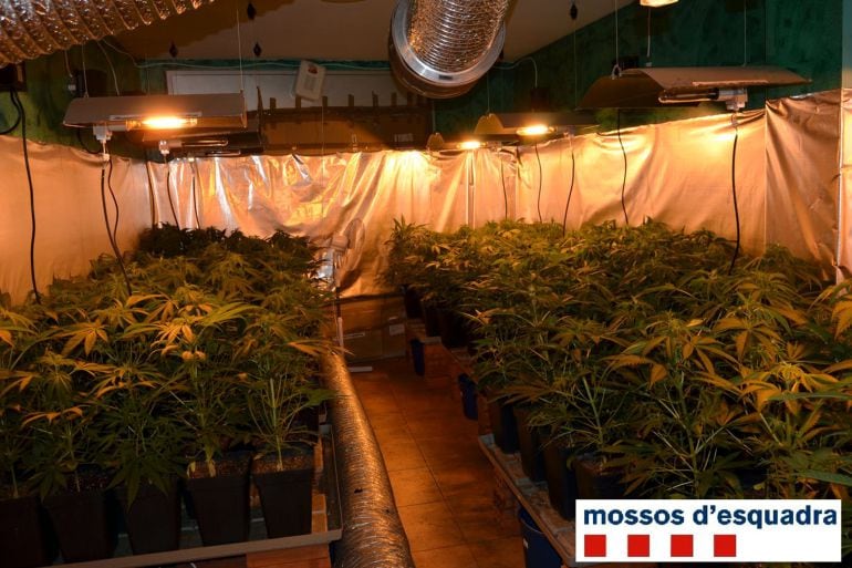 Desmantellada una plantació de marihuana en un pis de Blanes