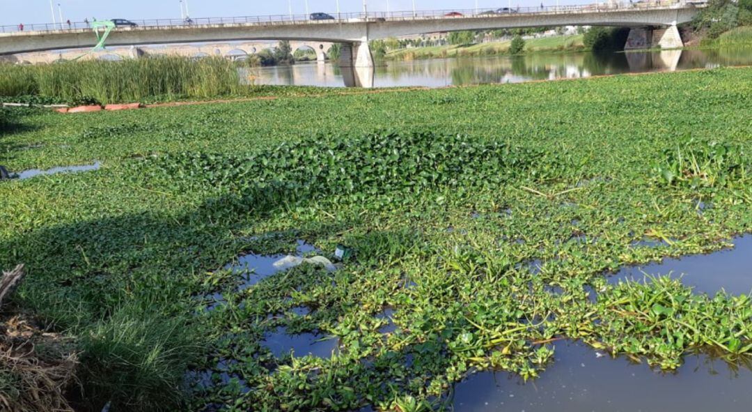 Nenufar Mexicano en Badajoz