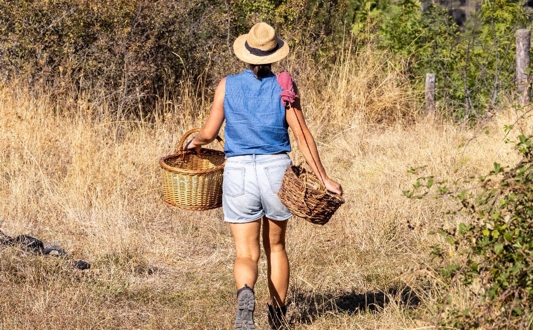 El 98% de las plantas que utiliza Sarka Voriskova son de recolección silvestre.