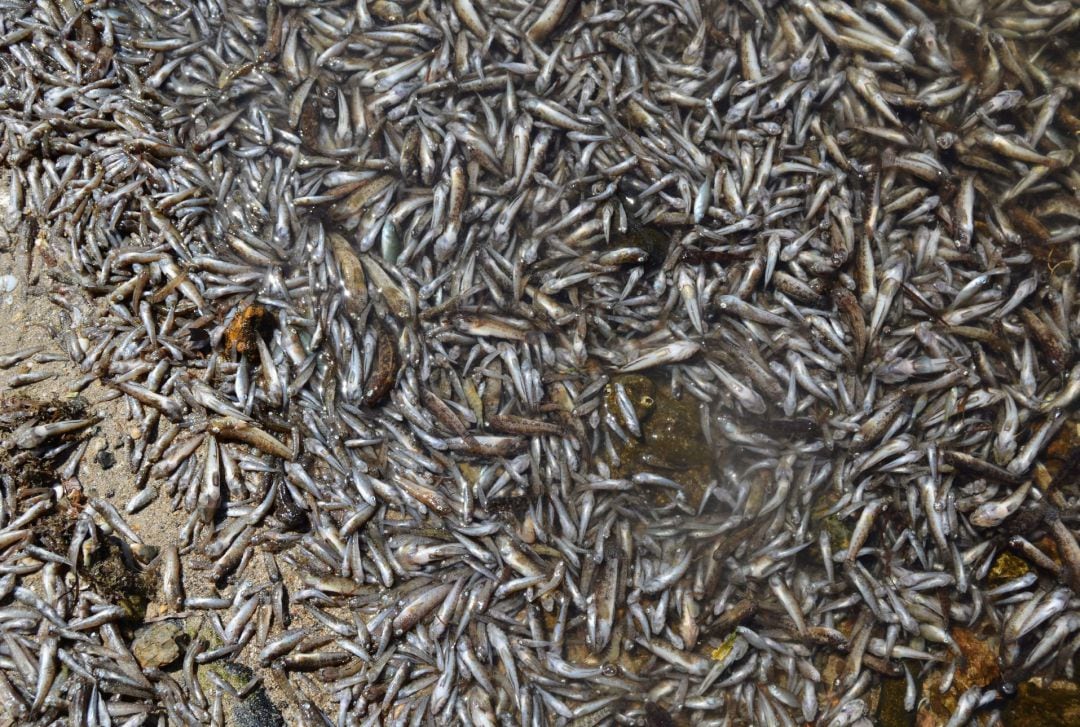 Mar Menor: historia de un colapso ambiental que pudo haberse evitado.