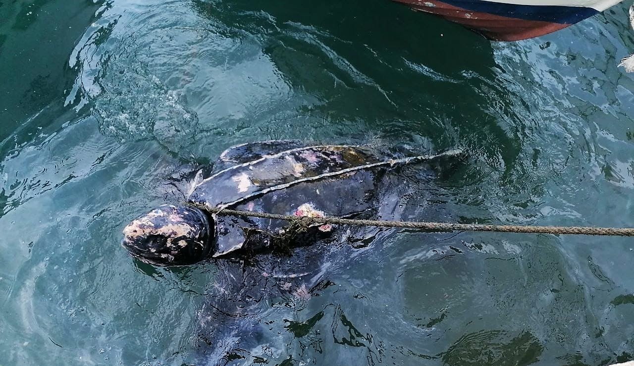 Rescate de una tortuga de 500 kg en Mazarrón