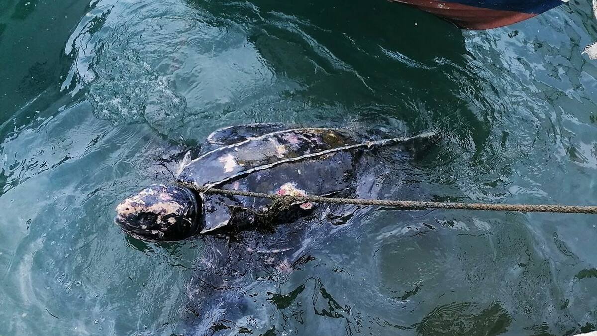 Trasladan al Oceanogràfic de Valencia la tortuga de 230 kilos rescatada en el puerto de Mazarrón