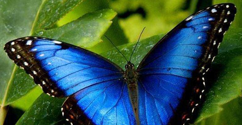 El primer Mariposario estacional en un centro comercial
