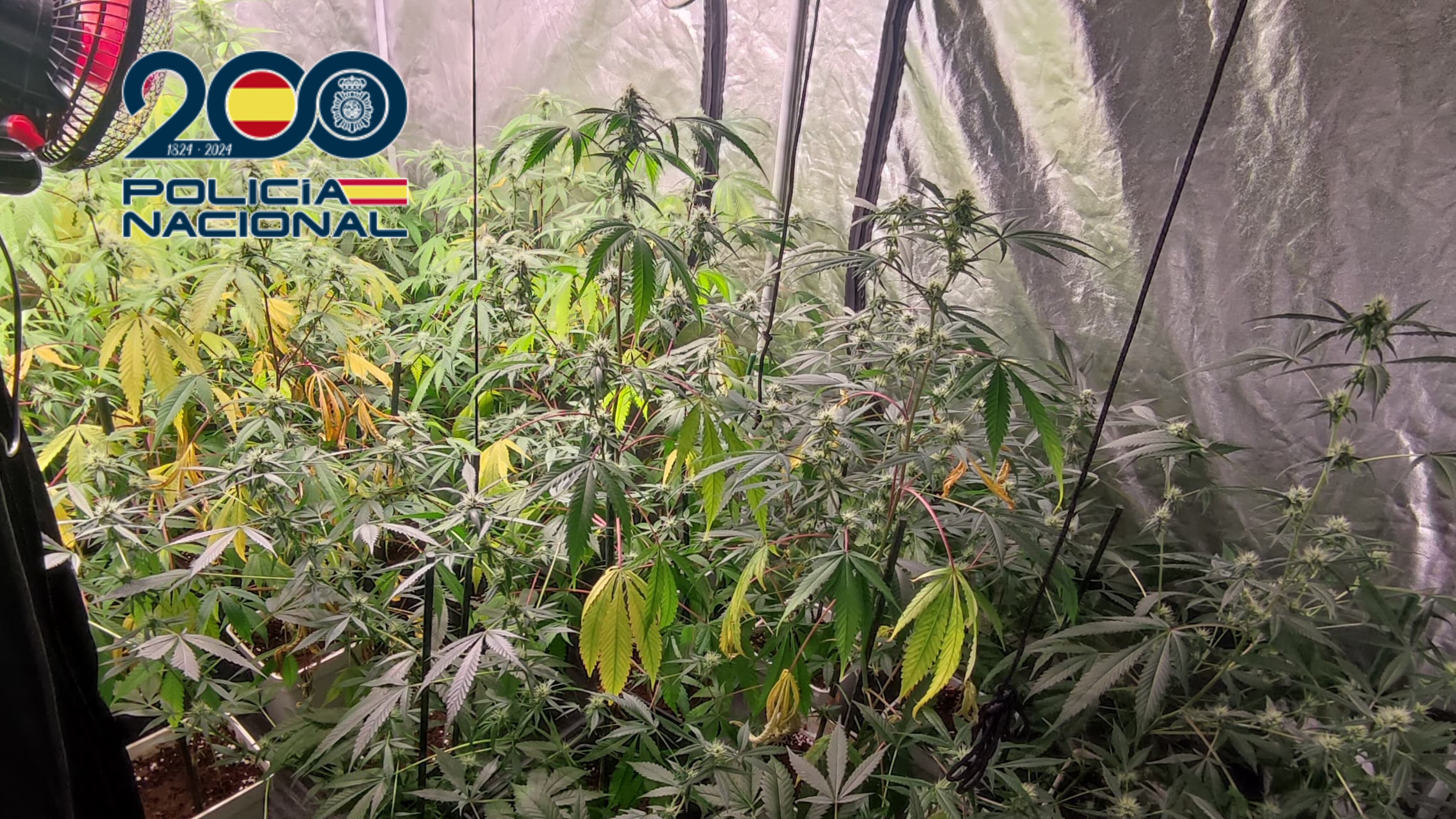La Policía Nacional detiene a dos personas por cultivar 191 plantas de marihuana en un local de Logroño