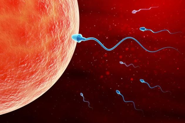 Los expertos señalan que las escasas horas de luz del invierno también puede influir en la fertilidad.