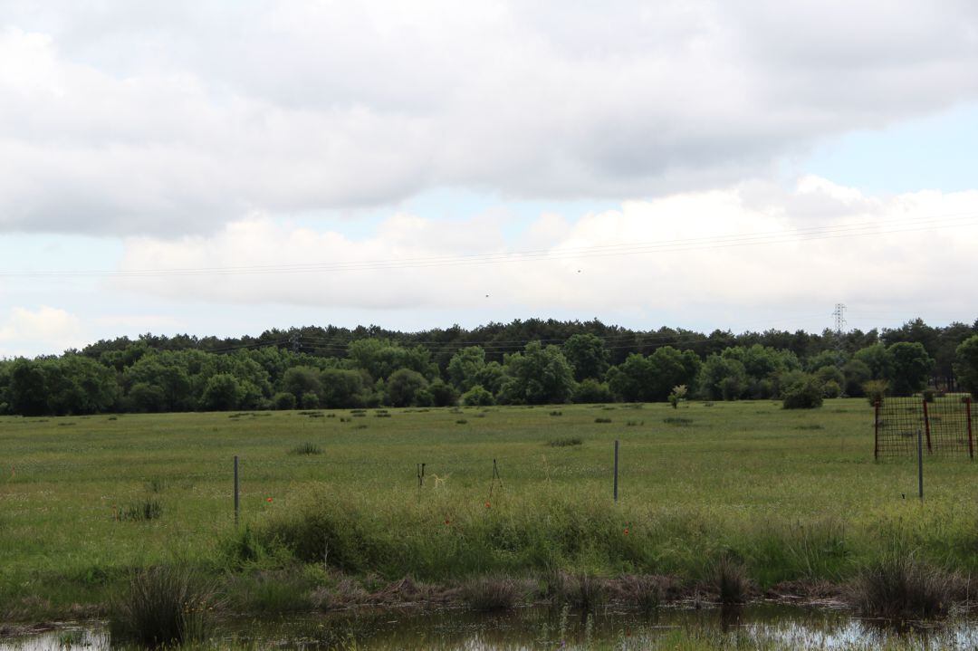 Pinares de Gomezserracín afectados por la concentración de parcelaria