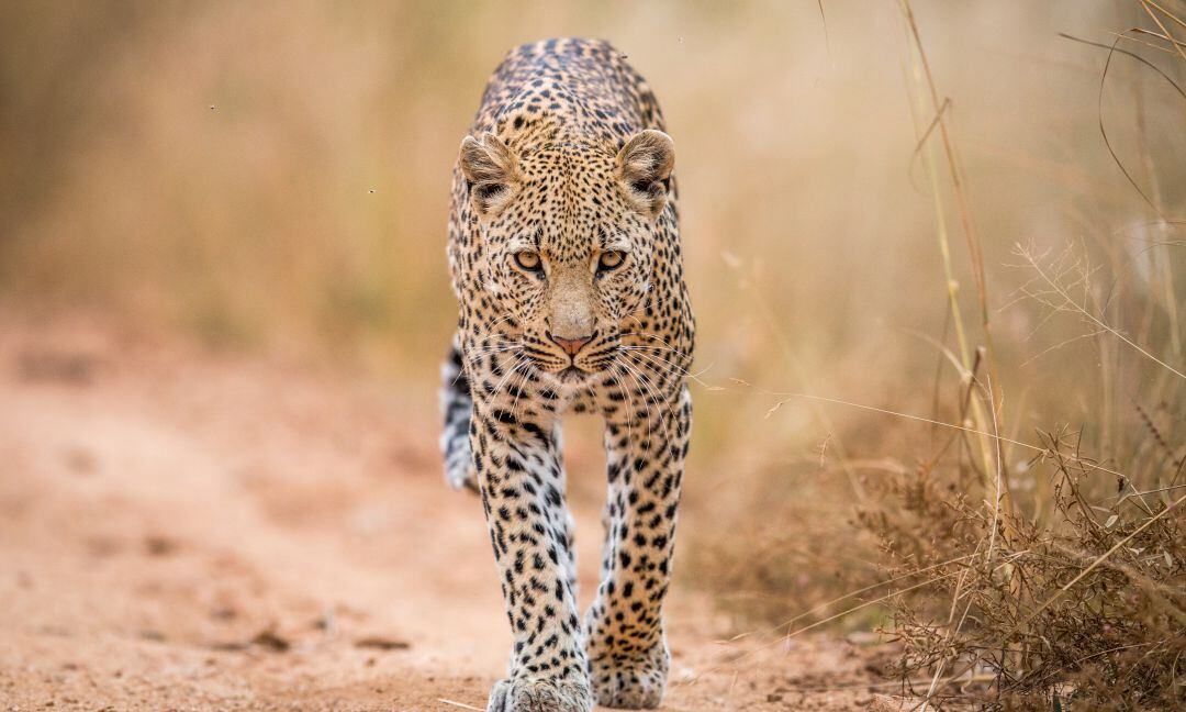Leopardo.