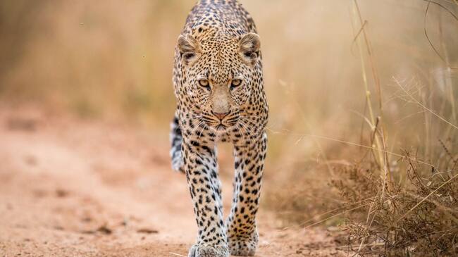 Leopardo.
